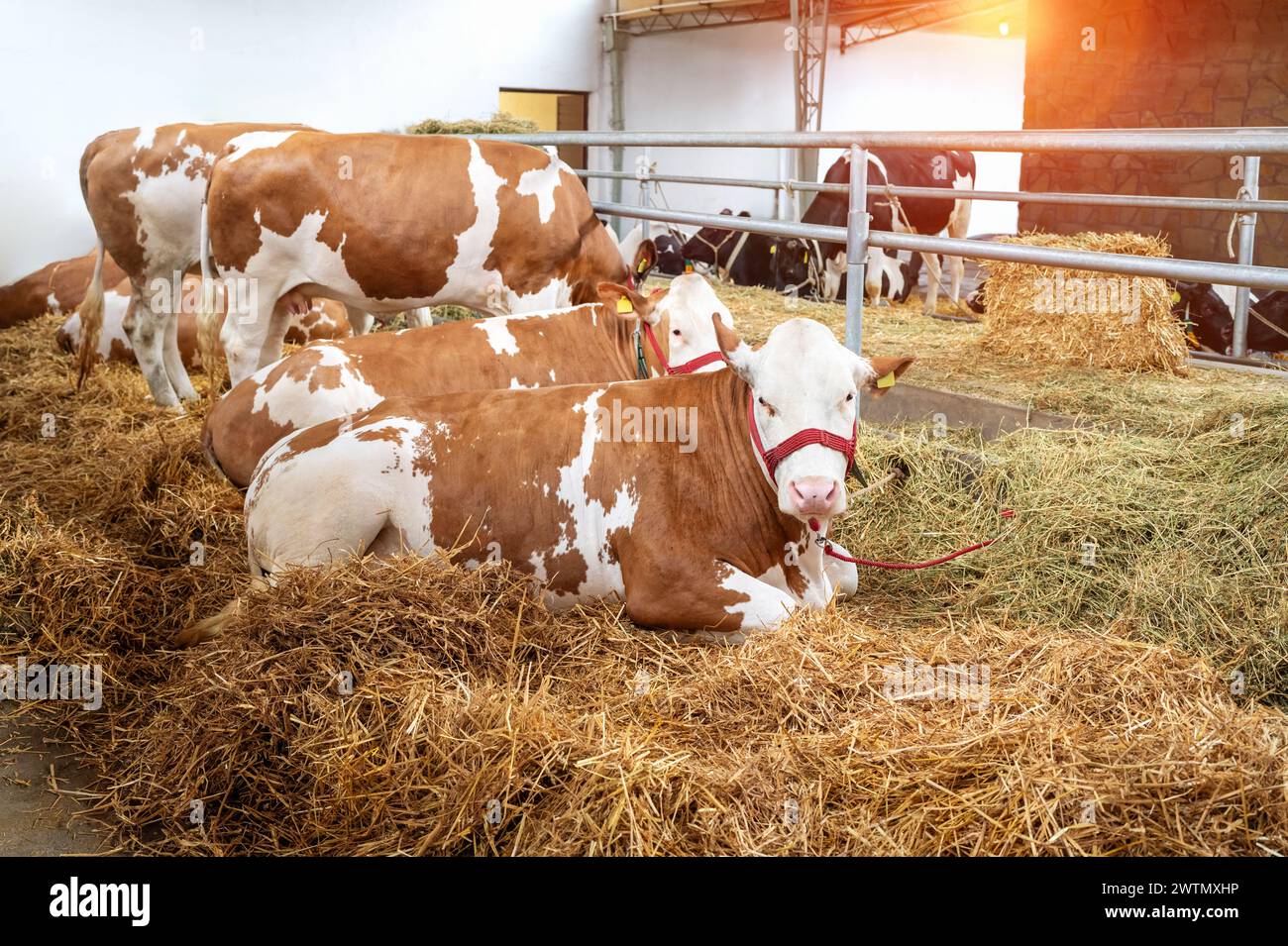 Vaches blanches rouges dans la ferme bio agricole. Bétail et vaches. Banque D'Images