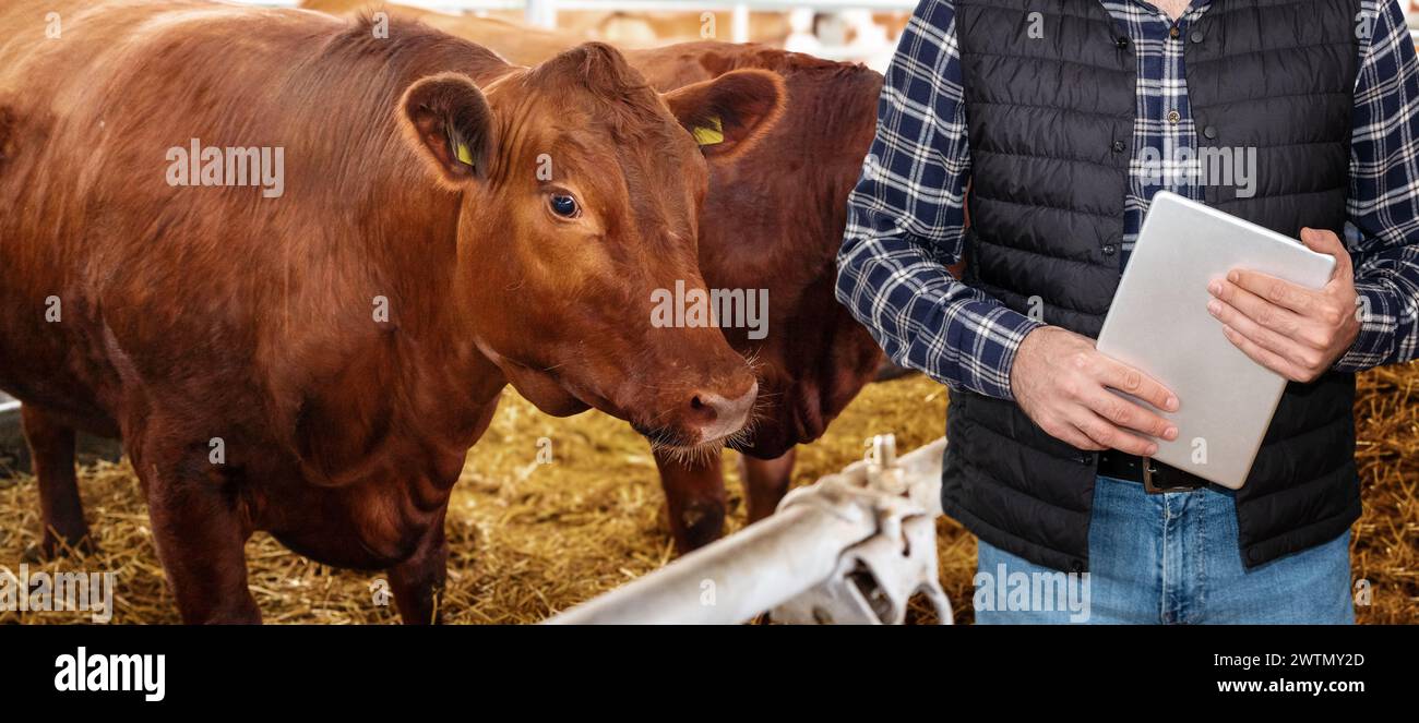 Contrôle de la qualité et surveillance dans une ferme d'élevage. Agriculteur avec tablette numérique à côté de la vache. Banque D'Images