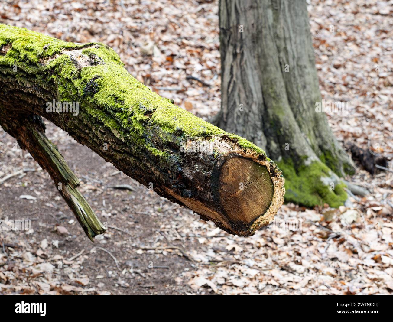 Mousse sur un tronc d'arbre mouillé en gros plan. Bois pourri dans une forêt. L'arbre tombé est un espace de vie important pour les insectes et les petits animaux. Banque D'Images