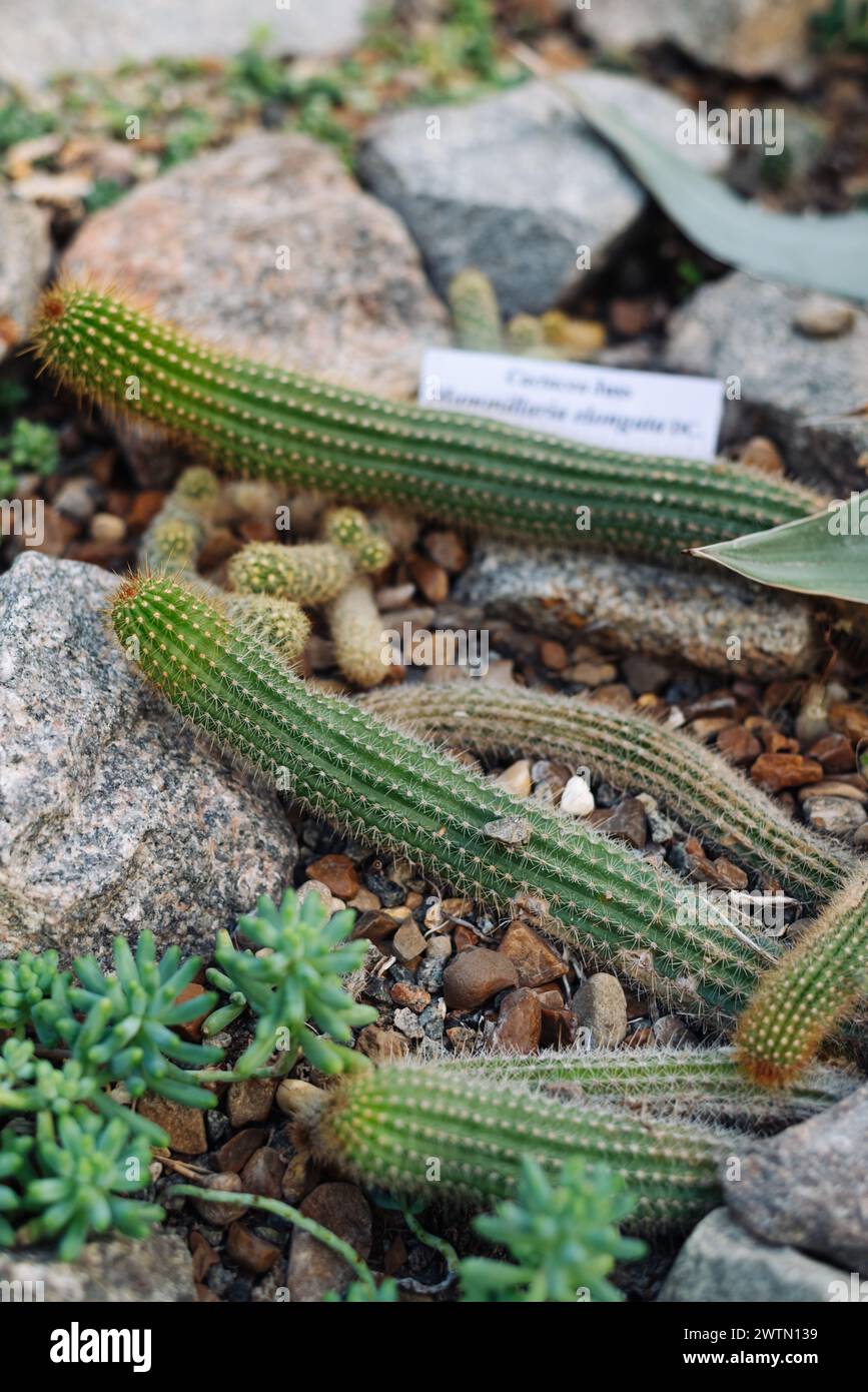 Cactus en dentelle d'or ou cactus de Ladyfinger (Mammillaria elongata) plante à fleurs de la famille des cactacées. Banque D'Images