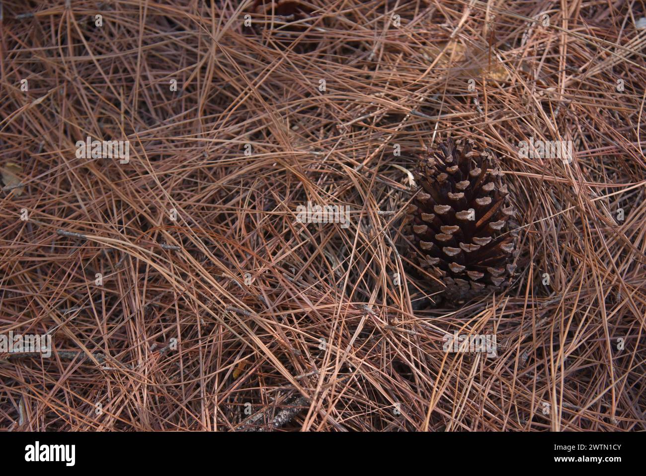 Fruits de pin Banque D'Images Fruits de pin Banque D'Images