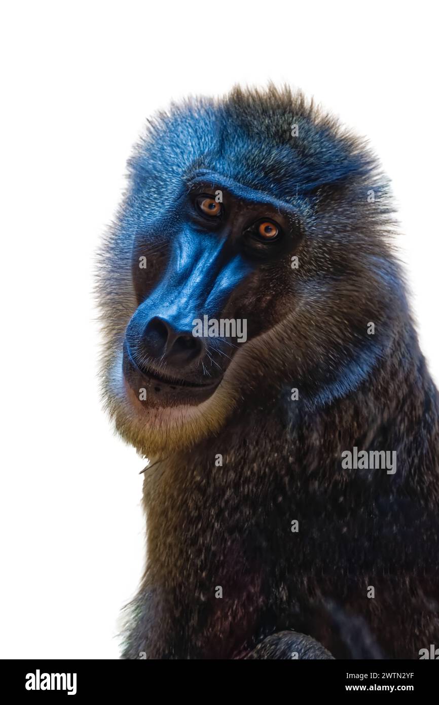 Photo de tête d'un singe perceur regardant la caméra avec ses yeux de couleur orange Banque D'Images