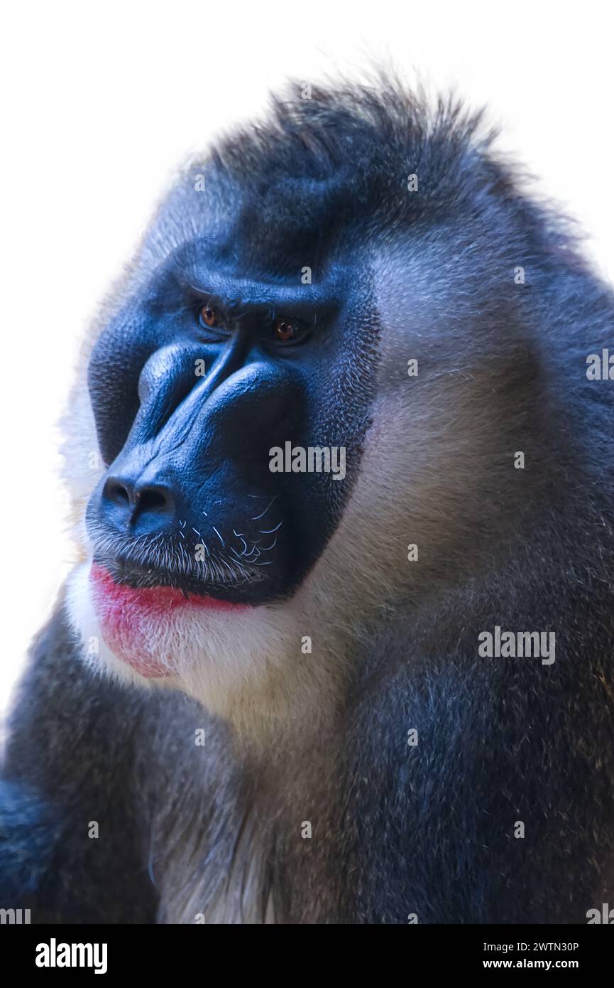 Photo de la tête d'un singe singe singe perceur regardant au loin Banque D'Images