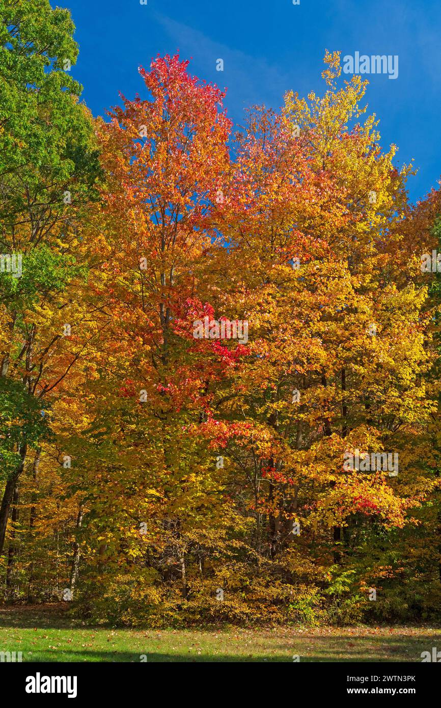 Couleurs d'automne dans un bosquet calme dans le parc national de Cuyahoga Valley dans l'Ohio Banque D'Images