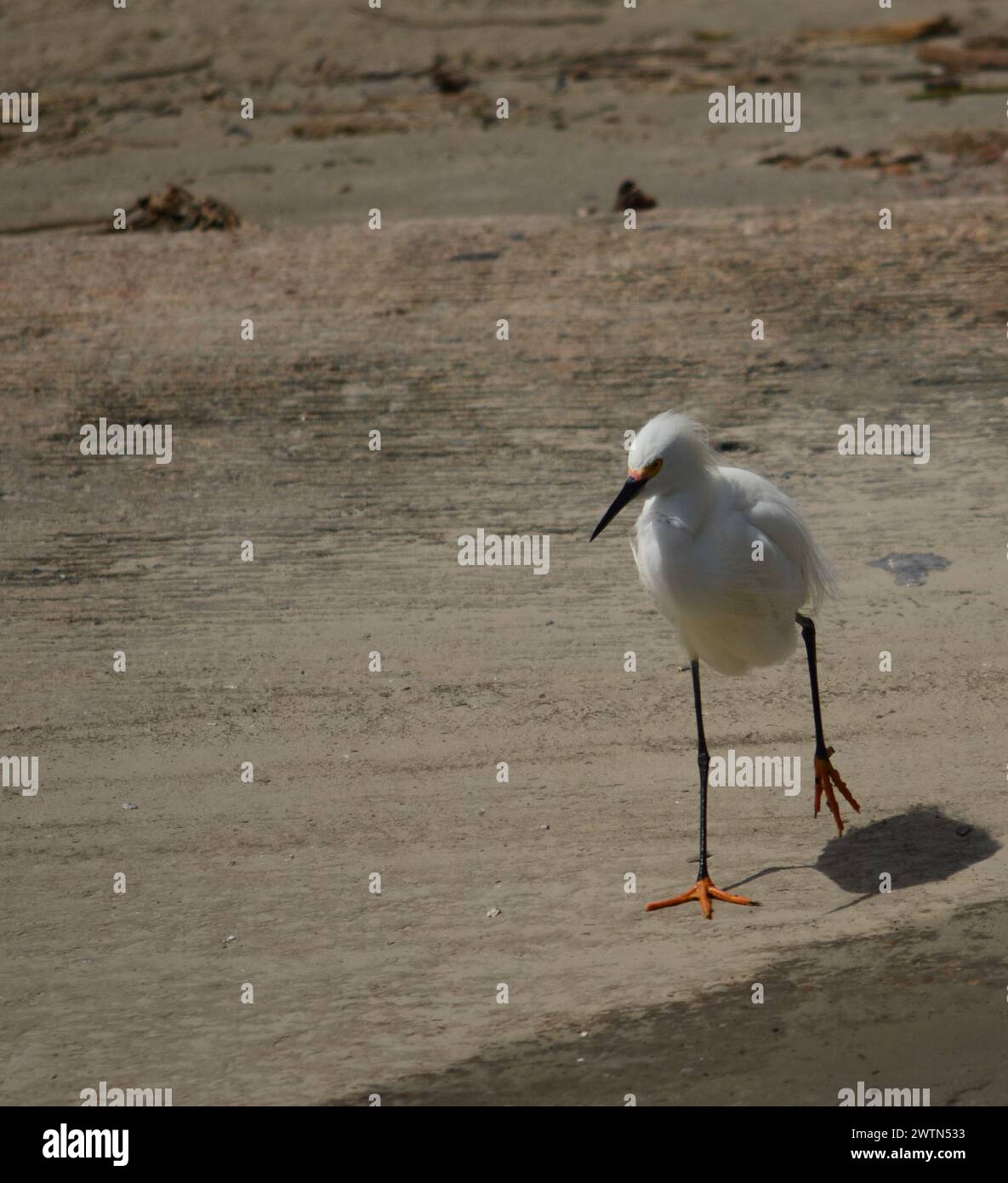 Une mouette se promenant sur la plage de sable près du phoque Banque D'Images