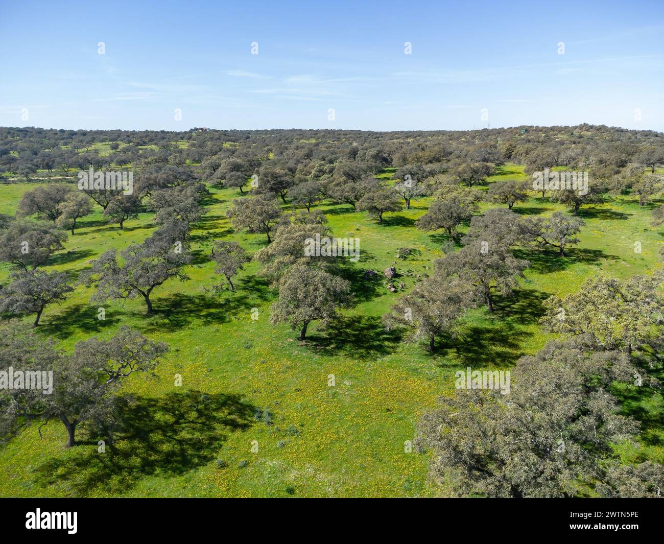 Vue aérienne drone des chênes-lièges du pâturage de la province de Huelva, Andalousie, Espagne, avec des prairies verdoyantes Banque D'Images