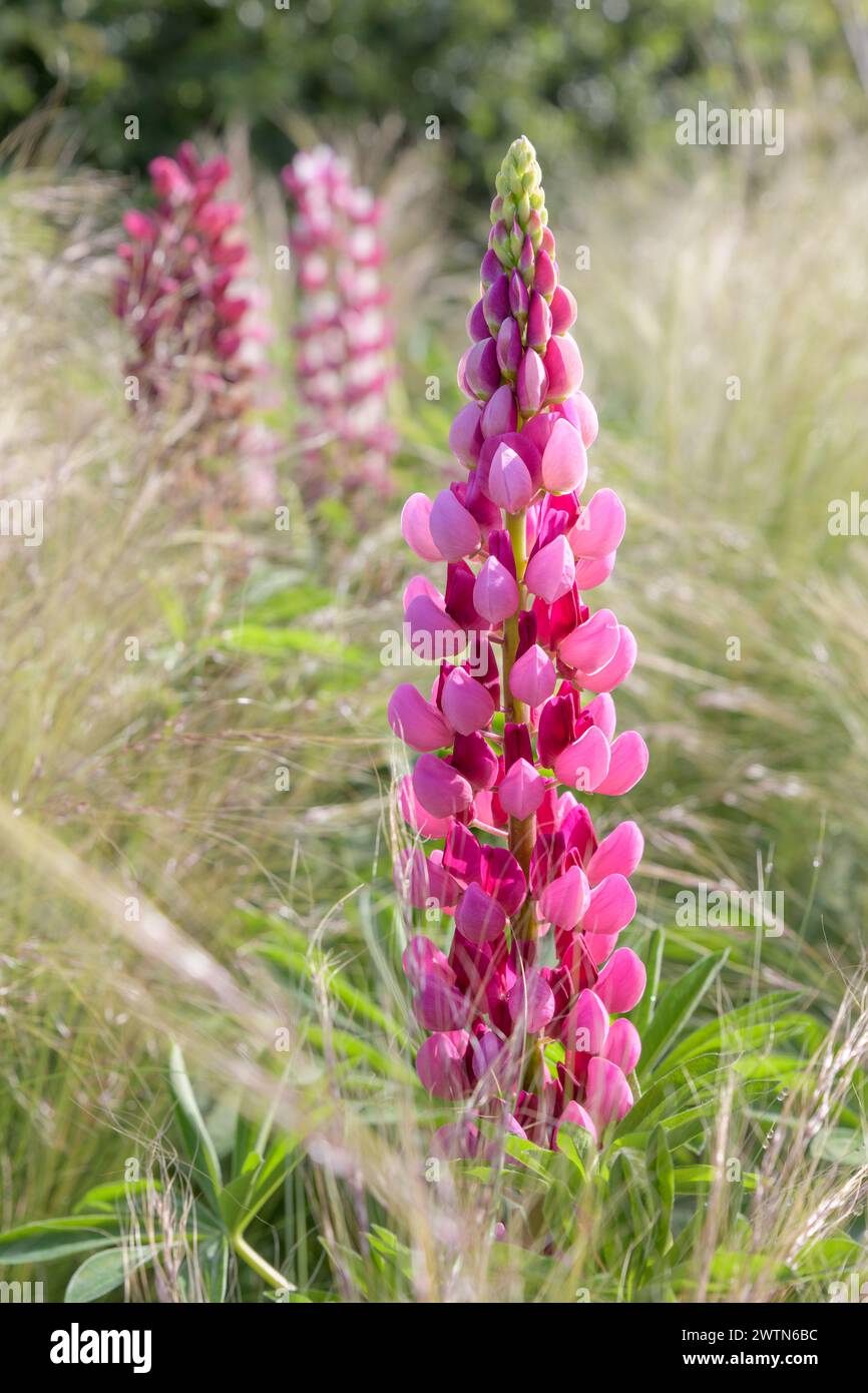 Un lupin rose (lupinus) fleurit entre les graminées au début de l'été. Banque D'Images