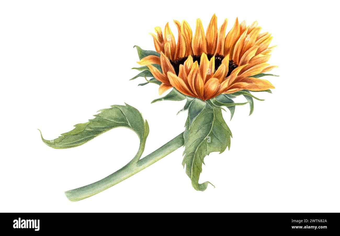 Tournesol sur tige avec des feuilles vertes. Plante jaune sauvage de champ. Tête de fleur, feuille. Style rustique. Floraison estivale. Illustration aquarelle pour carte Banque D'Images