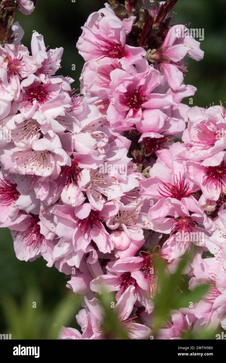 Pink Prunus persica 'Nana Bonanza' Fleur début de printemps,floraison Prunus Blossoms Branch Prunus persica,Light Pink Peach Flowers Nwarf cultivar Blooms Banque D'Images