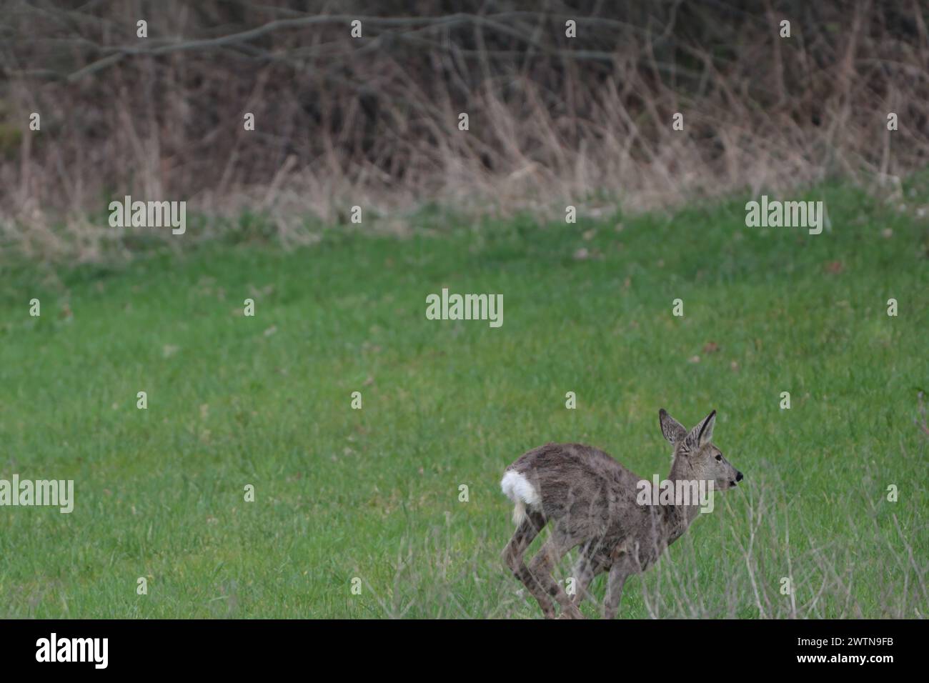 cerfs dans la nature Banque D'Images