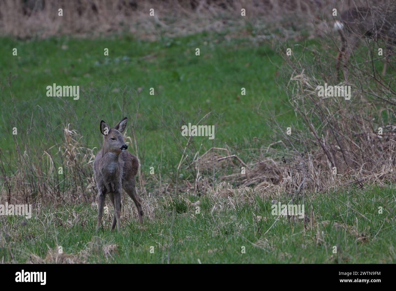 cerfs dans la nature Banque D'Images
