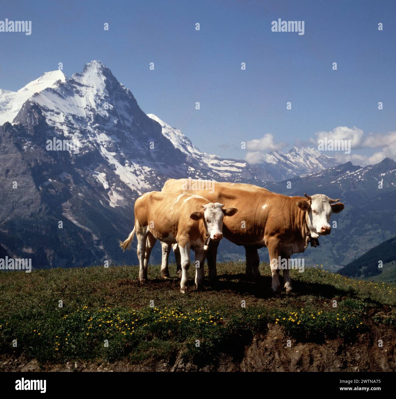 Suisse. Canton de Berne. Jungfrau. Bovins. Simmental vache & veau. Banque D'Images