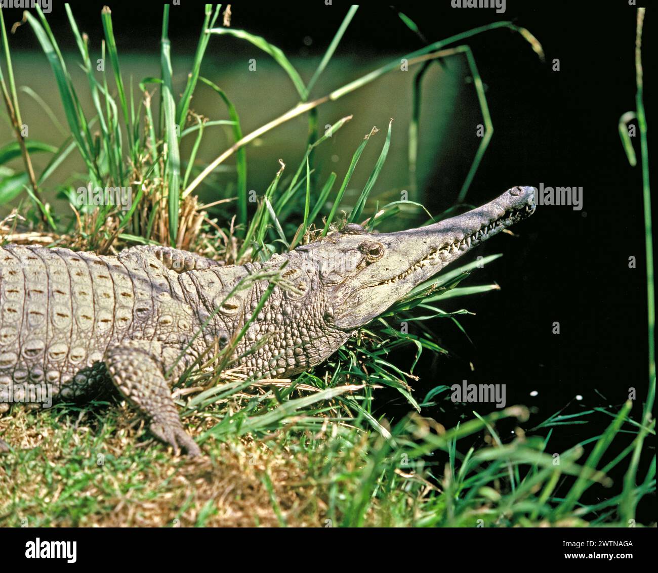Faune sauvage. Reptile. Crocodile d'eau douce australien. Crocodylus johnsoni. Banque D'Images