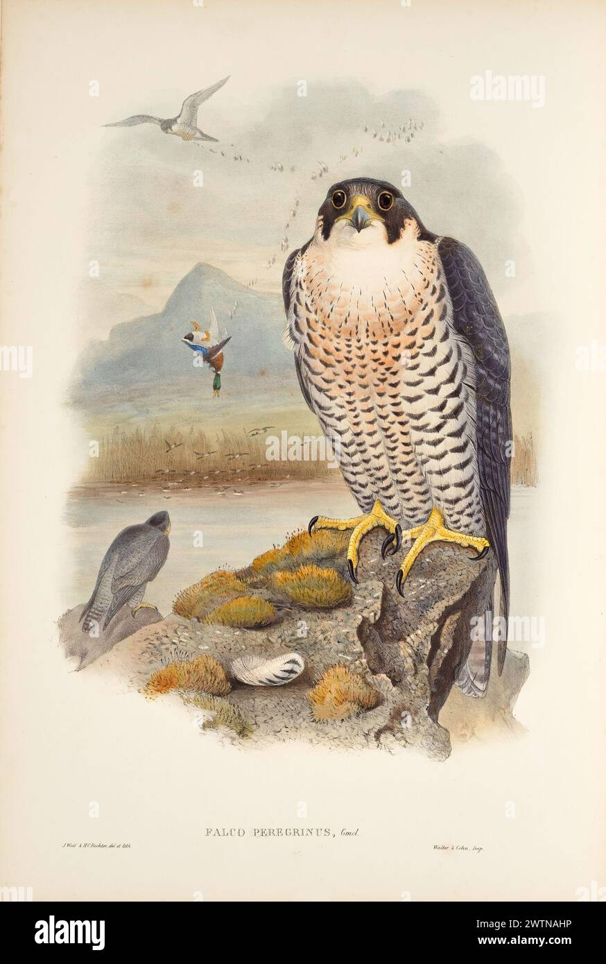 Lithographie d'oiseau vintage. Faucon pèlerin, Falco peregrinus. Par John Gould 1862. Banque D'Images