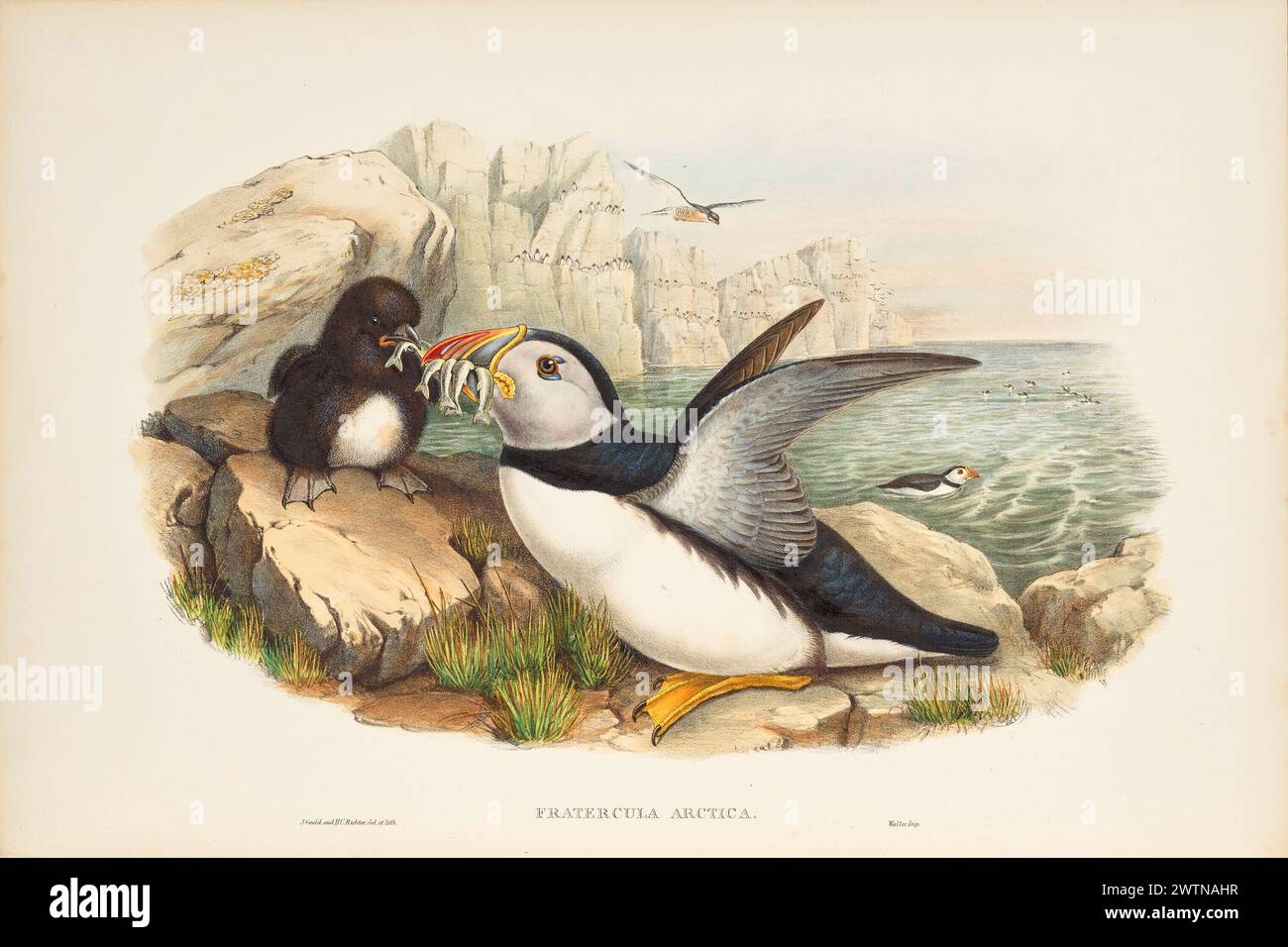 Lithographie d'oiseau vintage. Macareux de l'Atlantique, Fratercula arctica, nourrissant les jeunes poussin. Par John Gould 1862. Banque D'Images