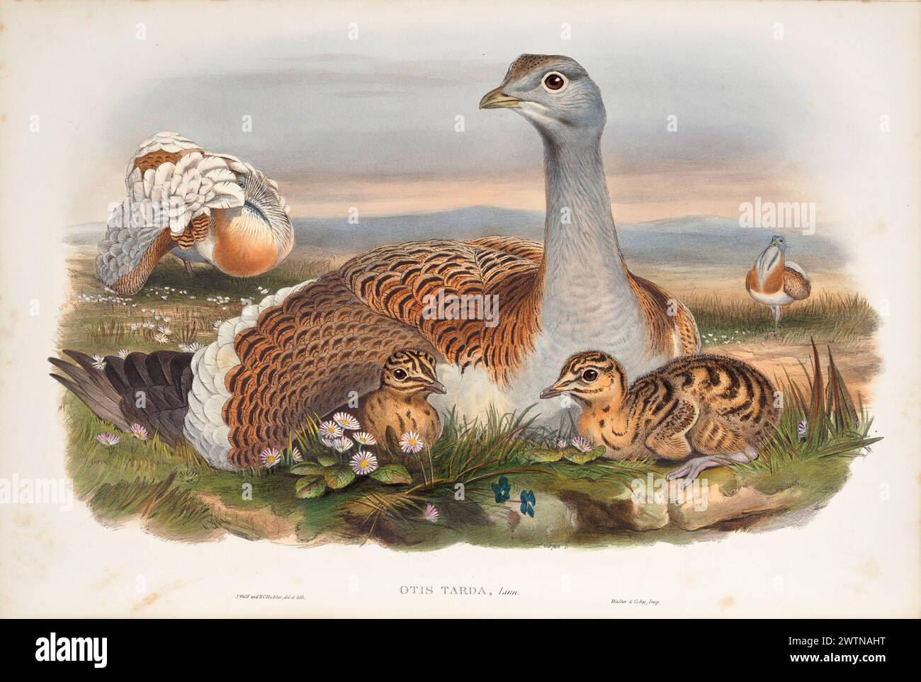 Lithographie d'oiseau vintage. Great Bustard, Otis Torda , avec des juvéniles de John Gould 1862. Banque D'Images