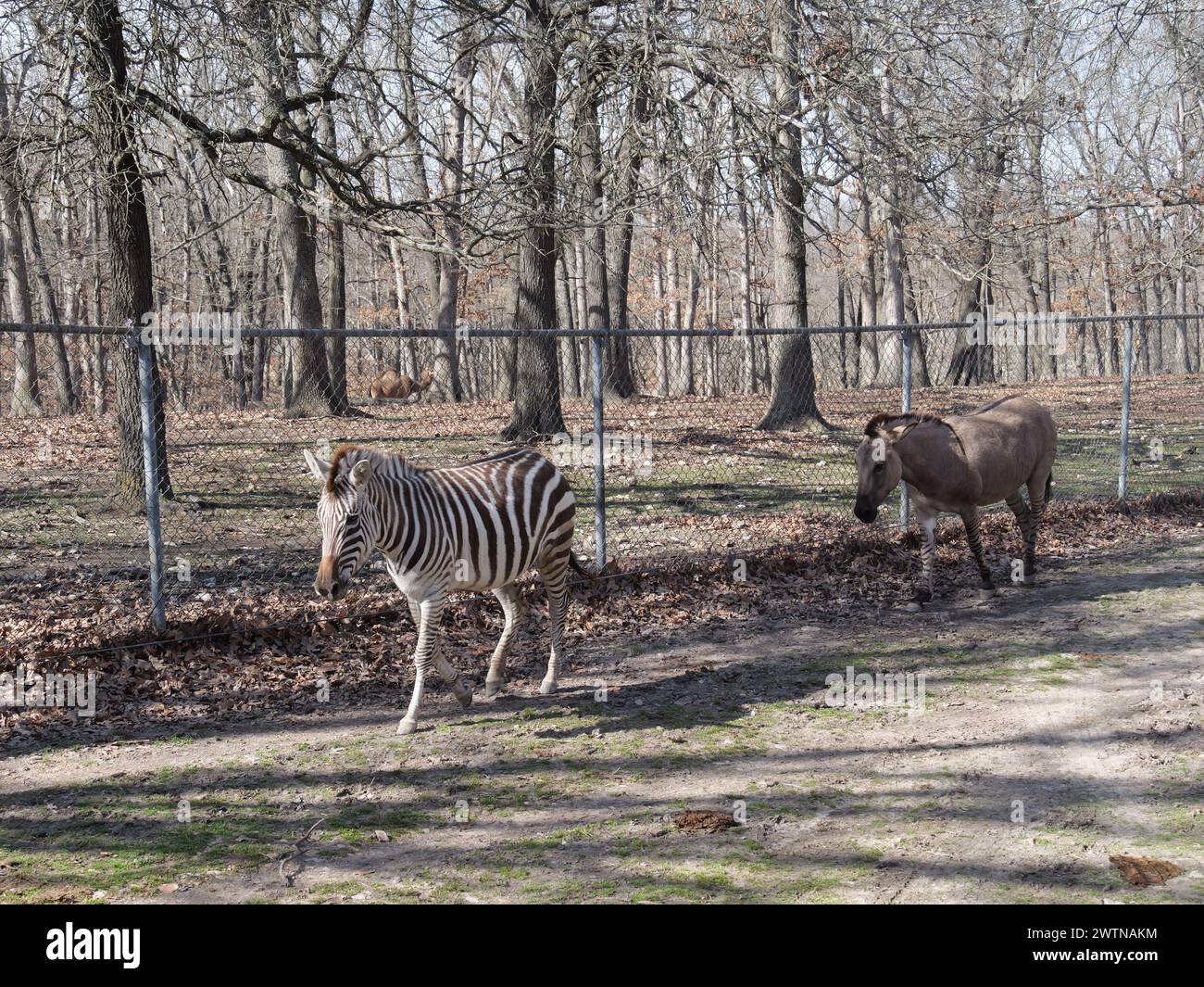 Strafford, Missouri - 12 mars : Wild animal Safari Springfield, Missouri Banque D'Images