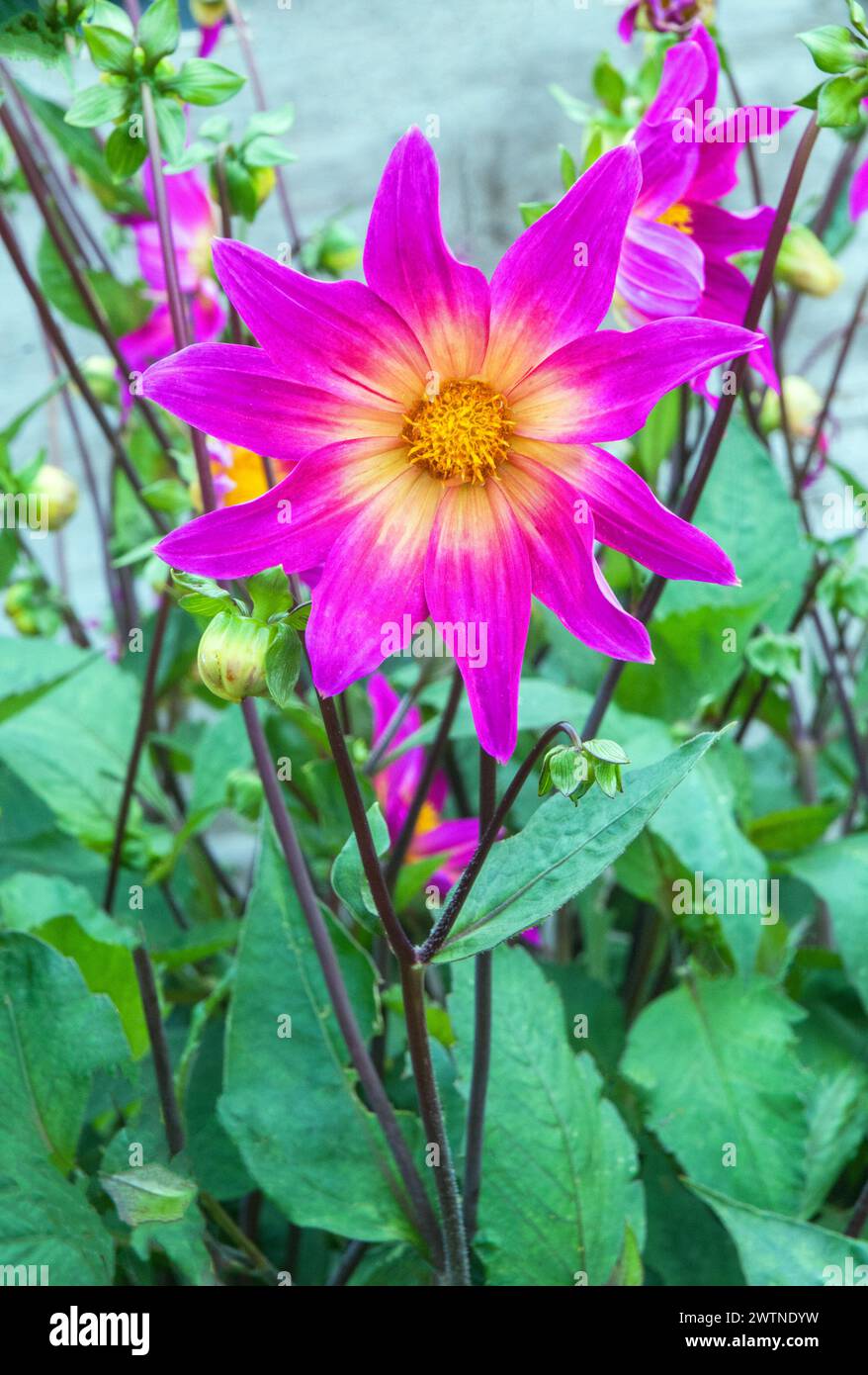 Gros plan de Dahlia Bright Eyes un dahlia unique violet/rose et jaune crémeux qui est une floraison estivale semi-robuste gel tendre pérenne décidue Banque D'Images