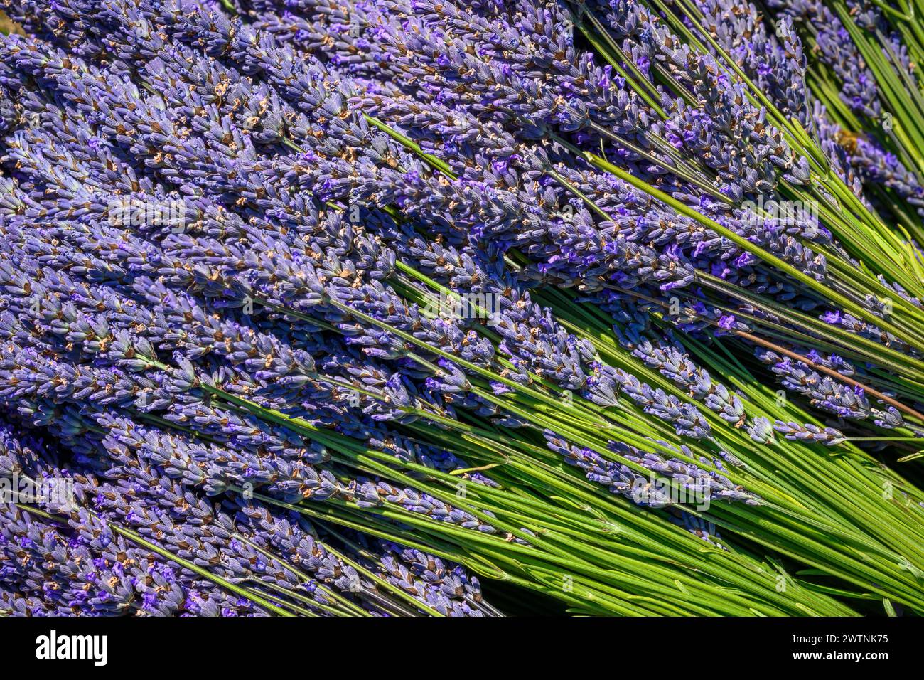Lavande fraîche récoltée au jardin de Soleil sur la péninsule olympique de Washington, USA. Banque D'Images