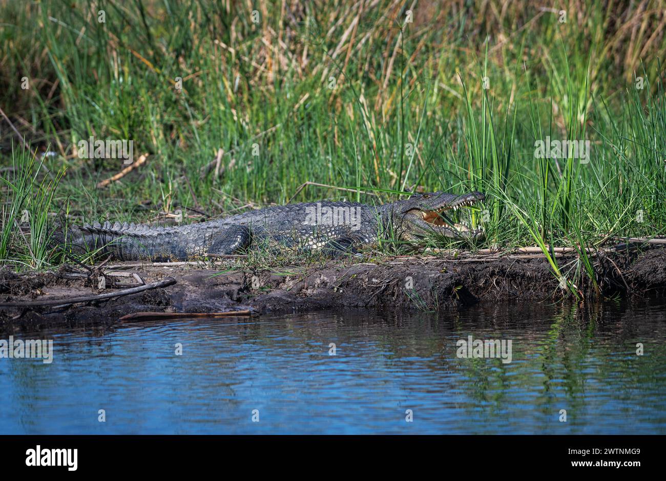 Crocodiles du Nil, Crocodylus niloticus, sur les rives de la rivière Kwando, Caprivi, Namibie Banque D'Images