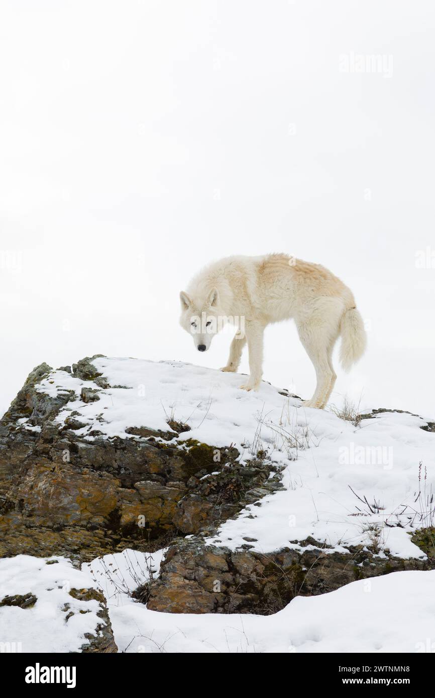 Loup arctique Canis lupus arctos, adulte debout sur des rochers couverts de neige, conditions contrôlées Banque D'Images