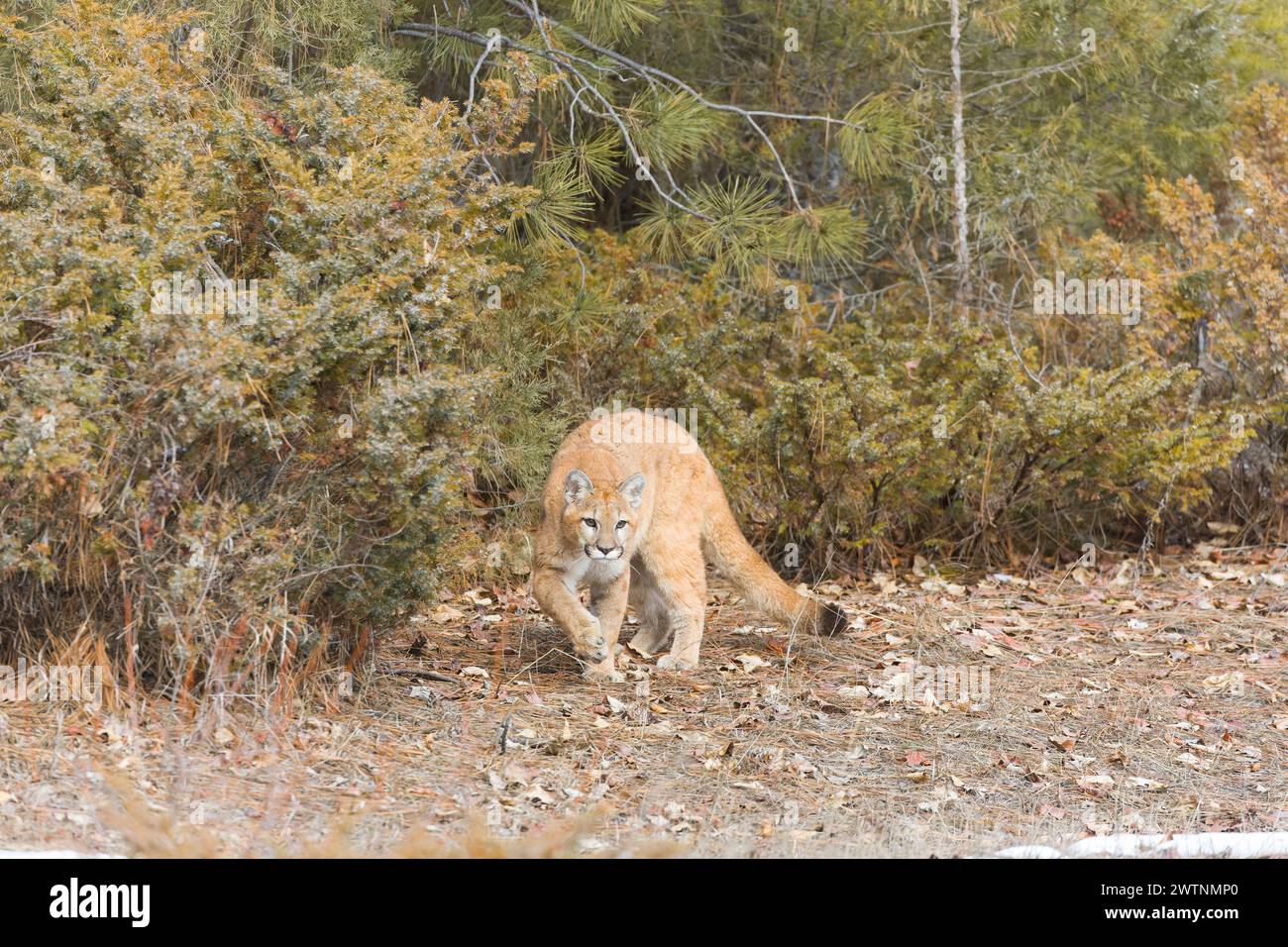 Puma Felis concolor, marche juvénile à la lisière des bois, Montana, USA, mars Banque D'Images