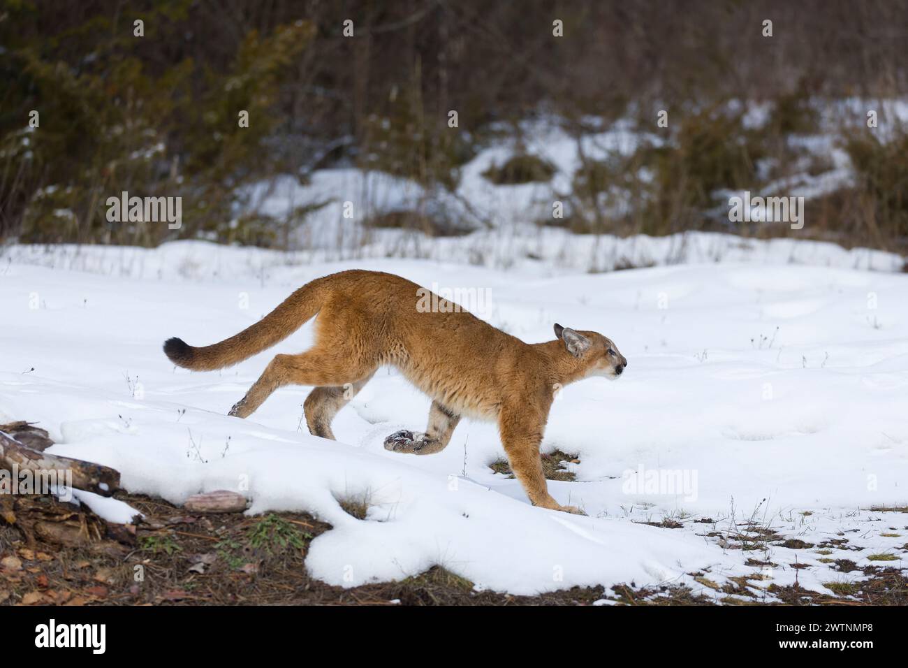Puma Felis concolor, juvénile marchant sur neige, Montana, USA, mars Banque D'Images