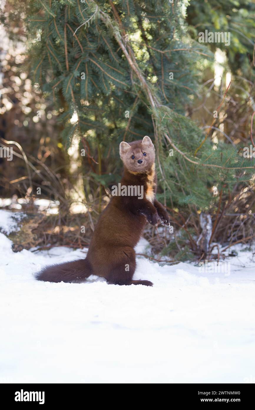 Martre de pin américaine Martes americana, adulte debout sur la neige, Montana, USA, mars Banque D'Images