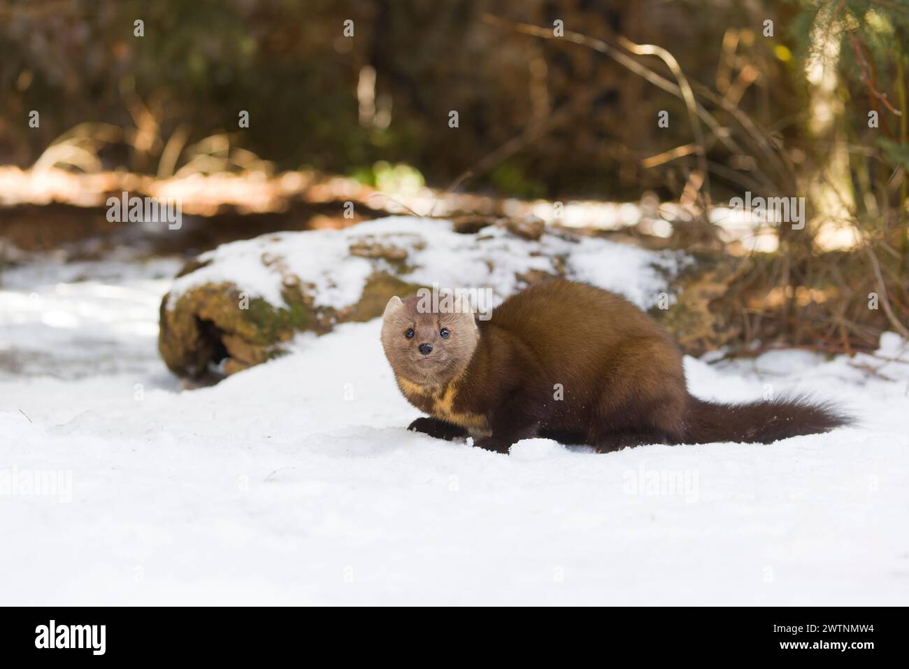 Martre de pin américaine Martes americana, adulte debout sur neige, Montana, USA, mars Banque D'Images