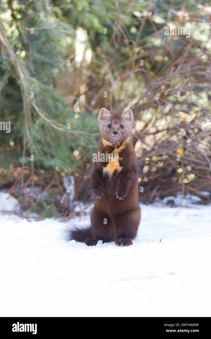 Martre de pin américaine Martes americana, adulte debout sur la neige, Montana, USA, mars Banque D'Images