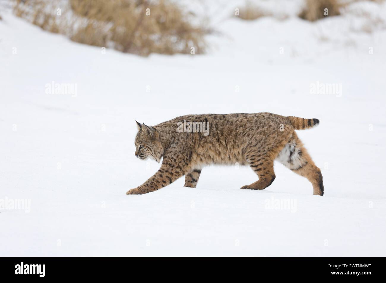 Bobcat Lynx rufus, adulte marchant sur la neige, Montana, États-Unis, mars Banque D'Images