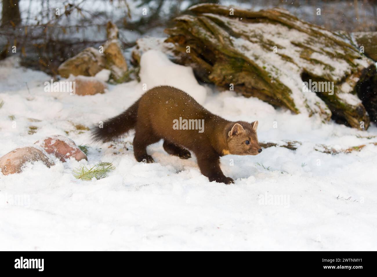 Martre de pin américaine Martes americana, adulte marchant sur la neige, Montana, USA, mars Banque D'Images
