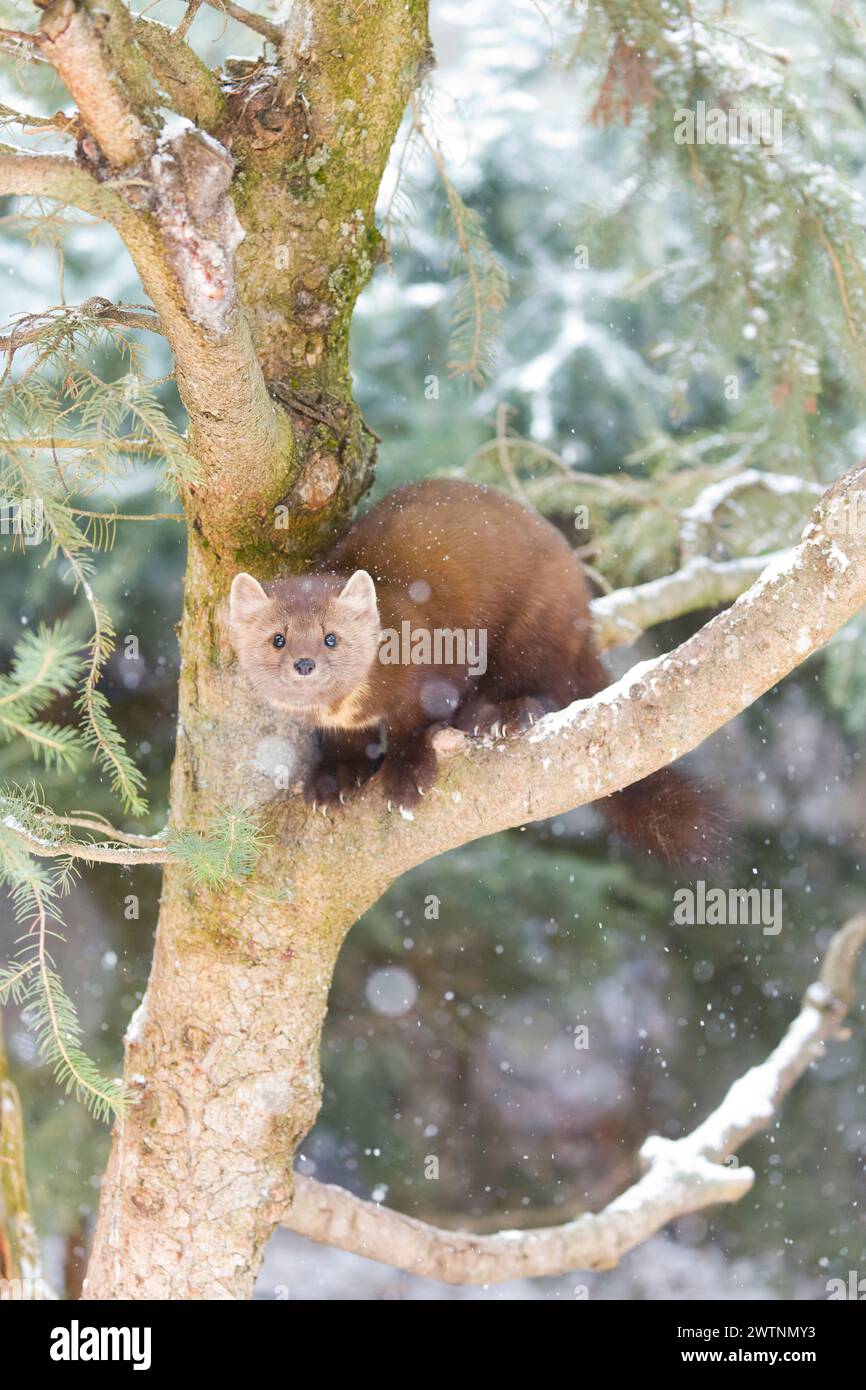 Martre de pin américaine Martes americana, adulte debout en pin, Montana, USA, mars Banque D'Images
