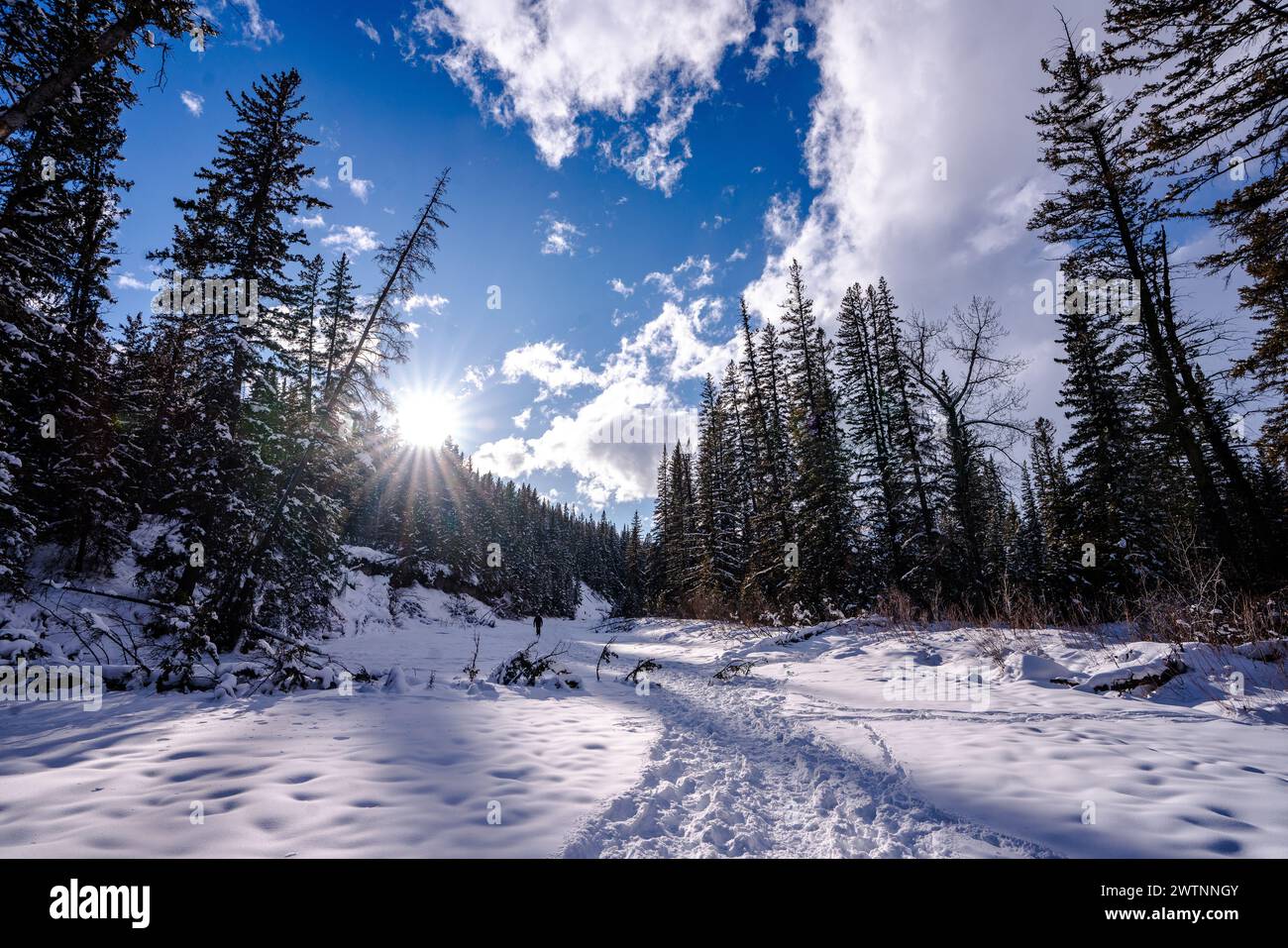 Forêt de beauté naturelle Alberta Canada paysage Banque D'Images