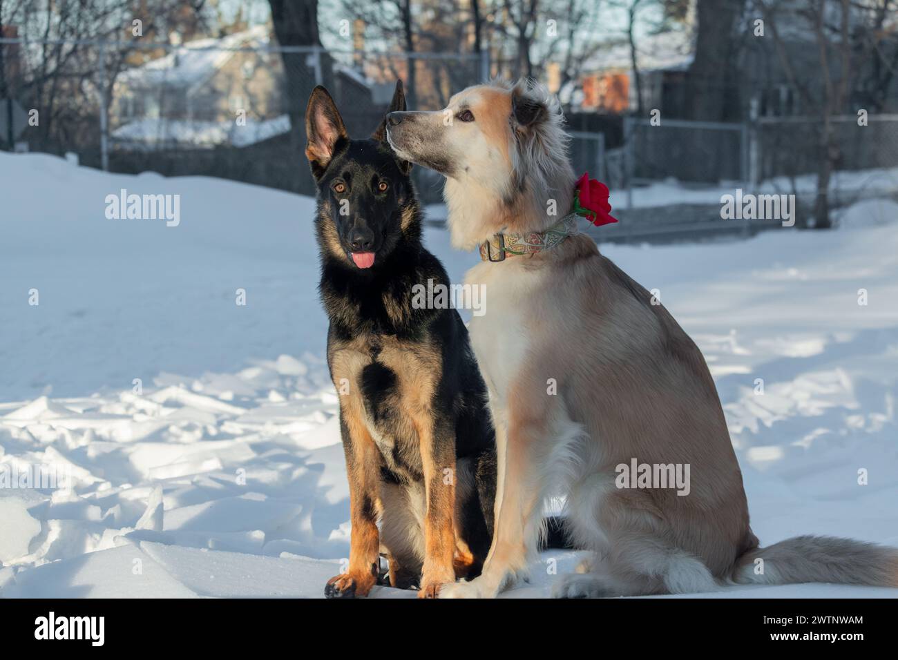 Deux chiens sont assis sur la neige en hiver. Amitié entre chiens. Banque D'Images