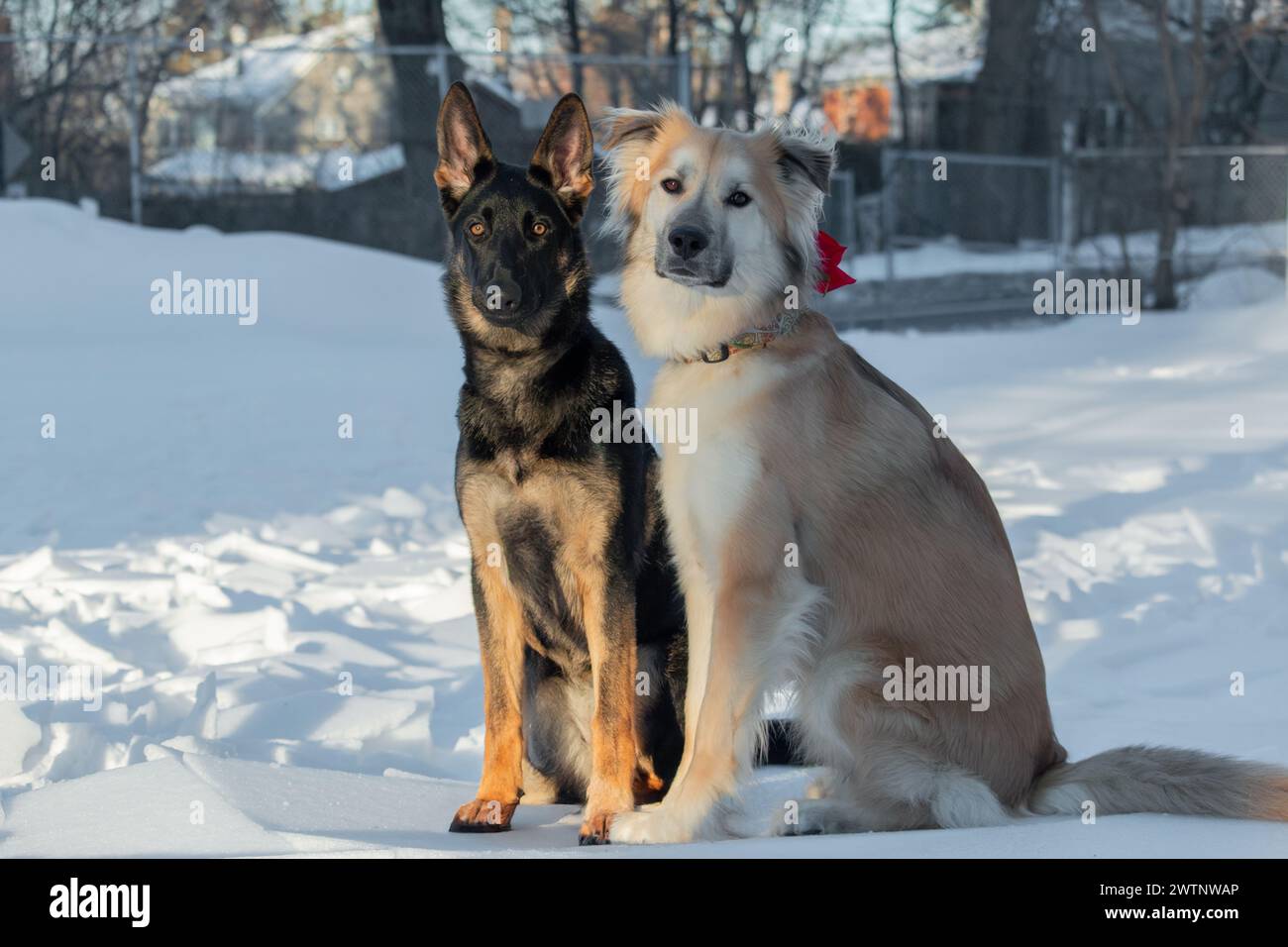 Deux chiens sont assis sur la neige en hiver. Le chien regarde la caméra. Banque D'Images