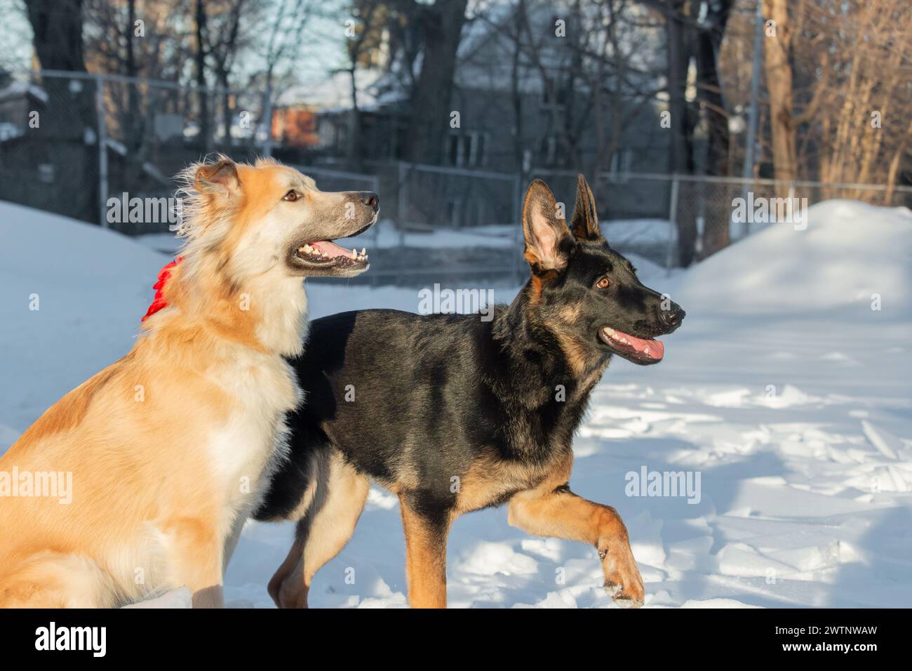 Deux chiens en promenade dans le parc en hiver. Amitié entre chiens. Banque D'Images
