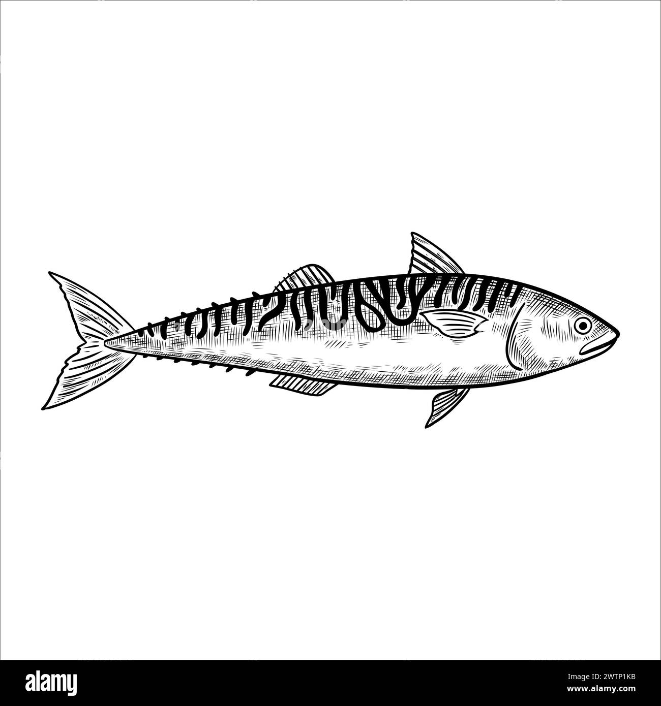 Poisson maquereau. Elément de conception isolé. Illustration vectorielle dans le style de gravure noir et blanc. Illustration de Vecteur