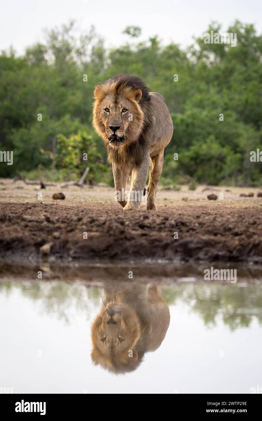 Lion mâle à un point d'eau au Botswana, Afrique Banque D'Images