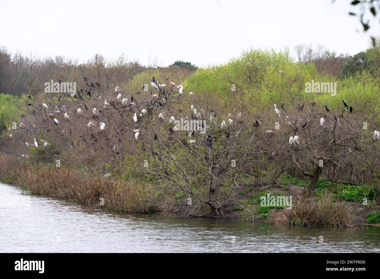 Smith Oaks Bird Sanctuary à Spring Time, High Island, Texas Banque D'Images