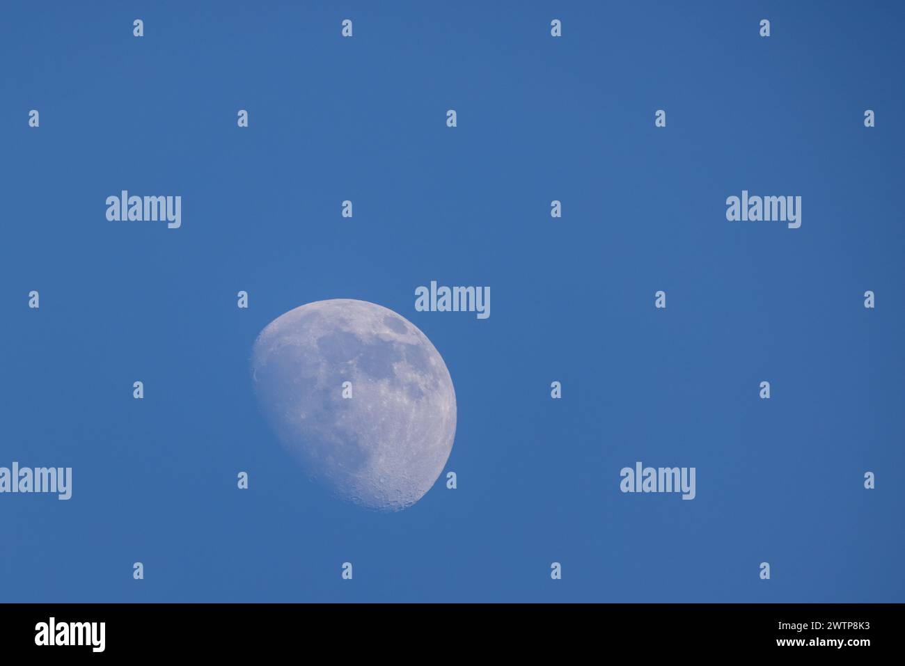 Cette image capture la phase gibbeuse épilante de la lune, clairement visible sur un ciel bleu tranquille et clair pendant la journée. La visibilité des détails de la surface de la lune tels que les cratères, les hautes terres et les mers, même dans les conditions lumineuses de la lumière du jour, témoigne de ses propriétés réfléchissantes et de sa proximité avec la Terre. L'immensité du ciel bleu fournit une toile de fond minimaliste qui accentue la présence solitaire de la lune. Lune gibbbous cirée contre le ciel bleu clair de jour. Photo de haute qualité Banque D'Images