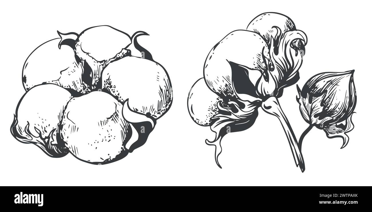 Ensemble de fleurs de coton vectoriel dessiné à la main. Graines de coton dans le style vintage avec gravure. Matières premières pour la production de coton et de tissus. Drawin Illustration de Vecteur