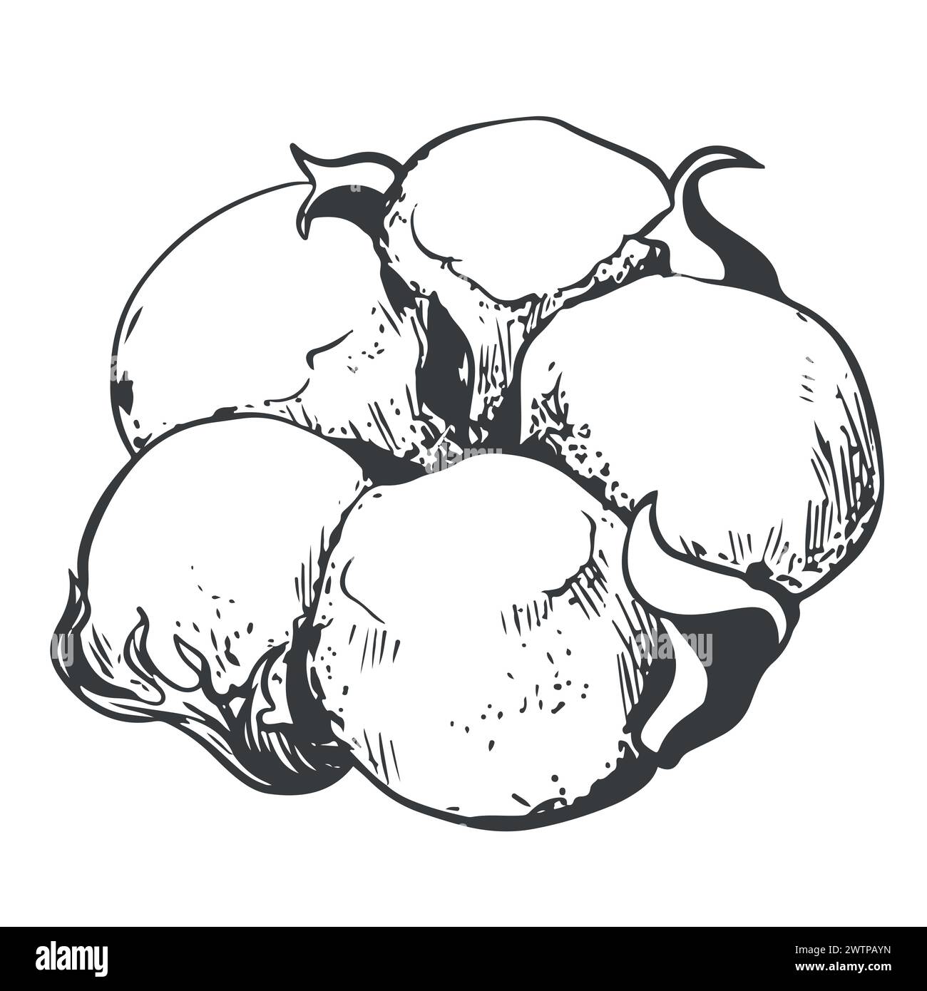 Fleur de coton vectorielle dessinée à la main. Graines de coton dans le style vintage avec gravure. Matières premières pour la production de coton et de tissus. Dessin dans Illustration de Vecteur