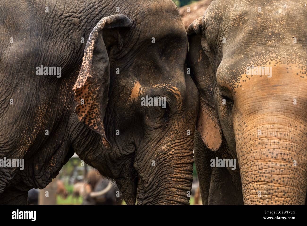 Un gros plan des éléphantes thaïlandaises, au parc naturel des éléphants, un sanctuaire de sauvetage et de réhabilitation pour les animaux maltraités et exploités, à Chiang mai, en Thaïlande. Banque D'Images