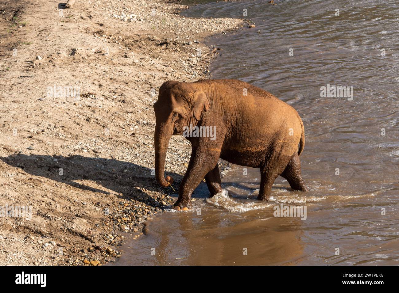 Un éléphant sort d’un bain dans la rivière, au parc naturel des éléphants, un sanctuaire de sauvetage et de réhabilitation pour les animaux maltraités et exploités, à Chiang mai, en Thaïlande. Banque D'Images