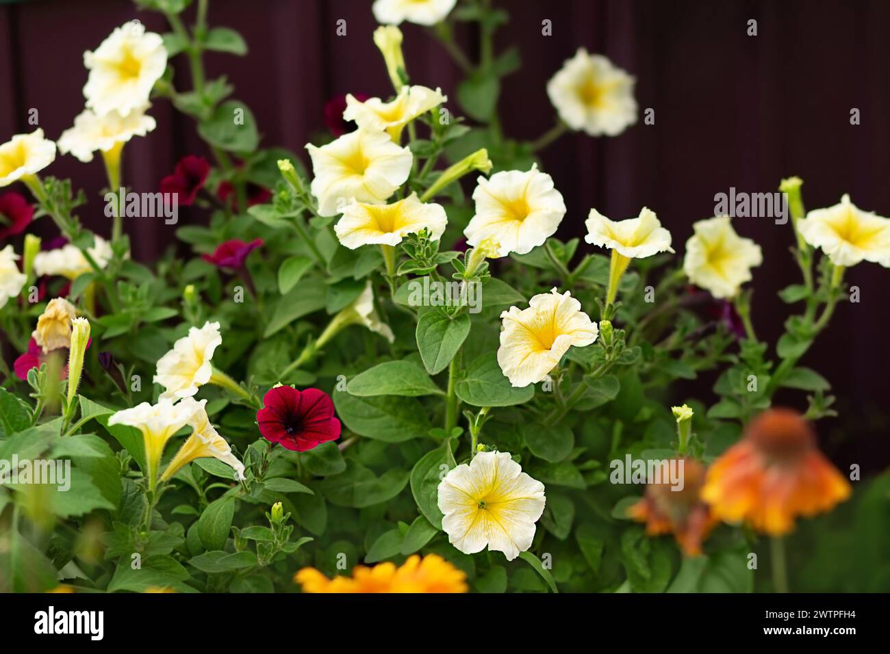 Pétunias colorés et jaunes fleuris luxuriants en pot. Jardinage Banque D'Images
