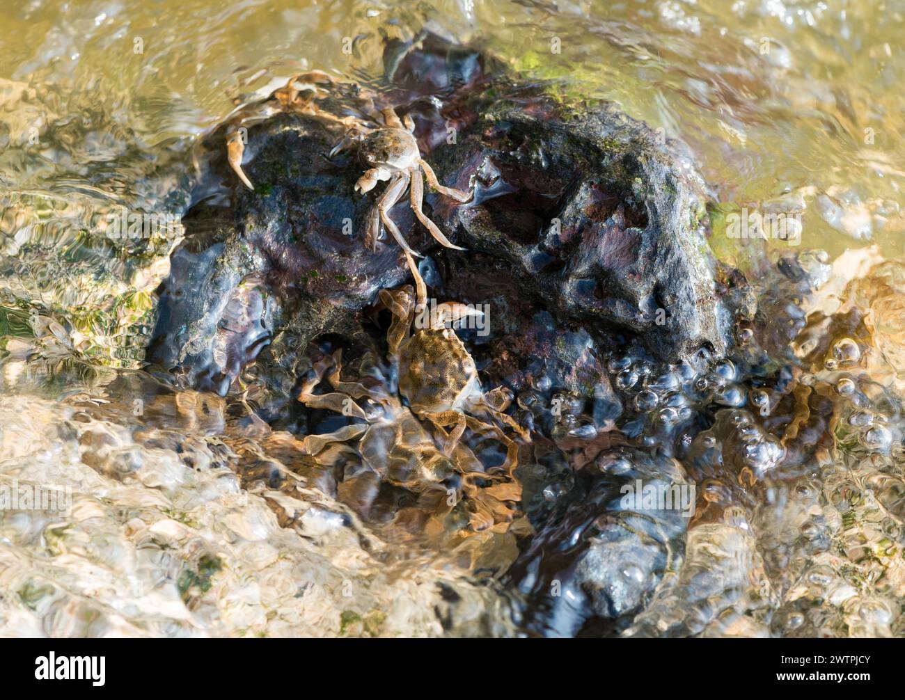 Plusieurs crabes chinois à mitaines (Eriocheir sinensis), espèces envahissantes, néozoon, crabes, juvéniles, accrocher à un rocher sur leur migration en amont et chercher sh Banque D'Images