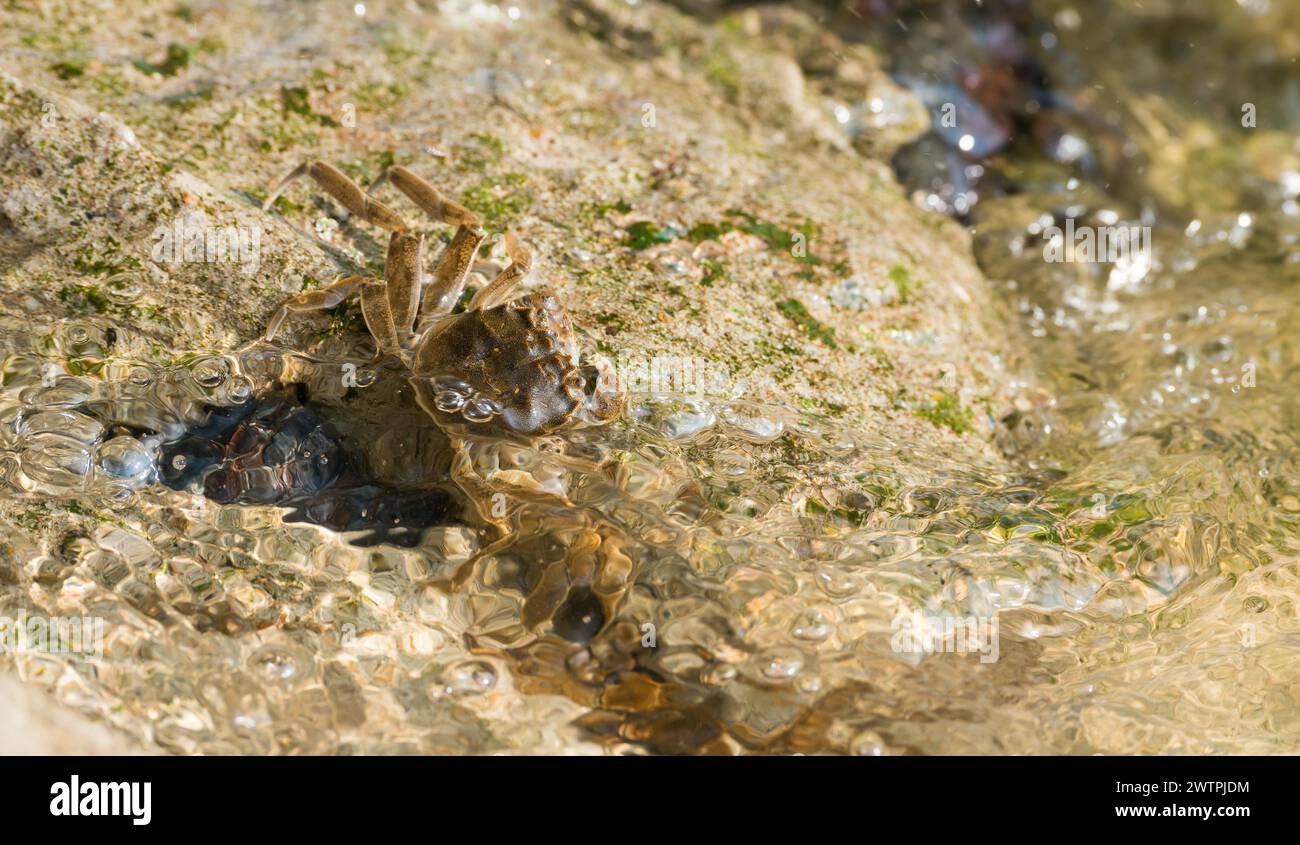 Crabe à mitaines chinoises (Eriocheir sinensis), espèce envahissante, néozoon, crabe, juvéniles accrochent à la stabilisation de la rive en béton, roches, coulant, Banque D'Images