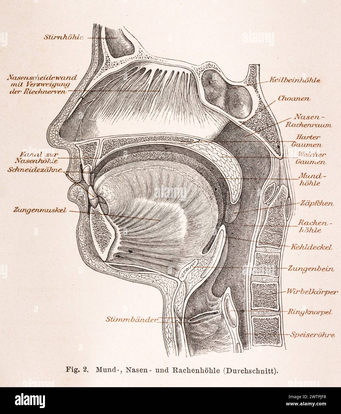 Médecine, anatomie, illustration d'une coupe à travers la tête humaine avec la bouche, le nez et la gorge en noir et blanc, sinus frontal, septum nasal avec Banque D'Images