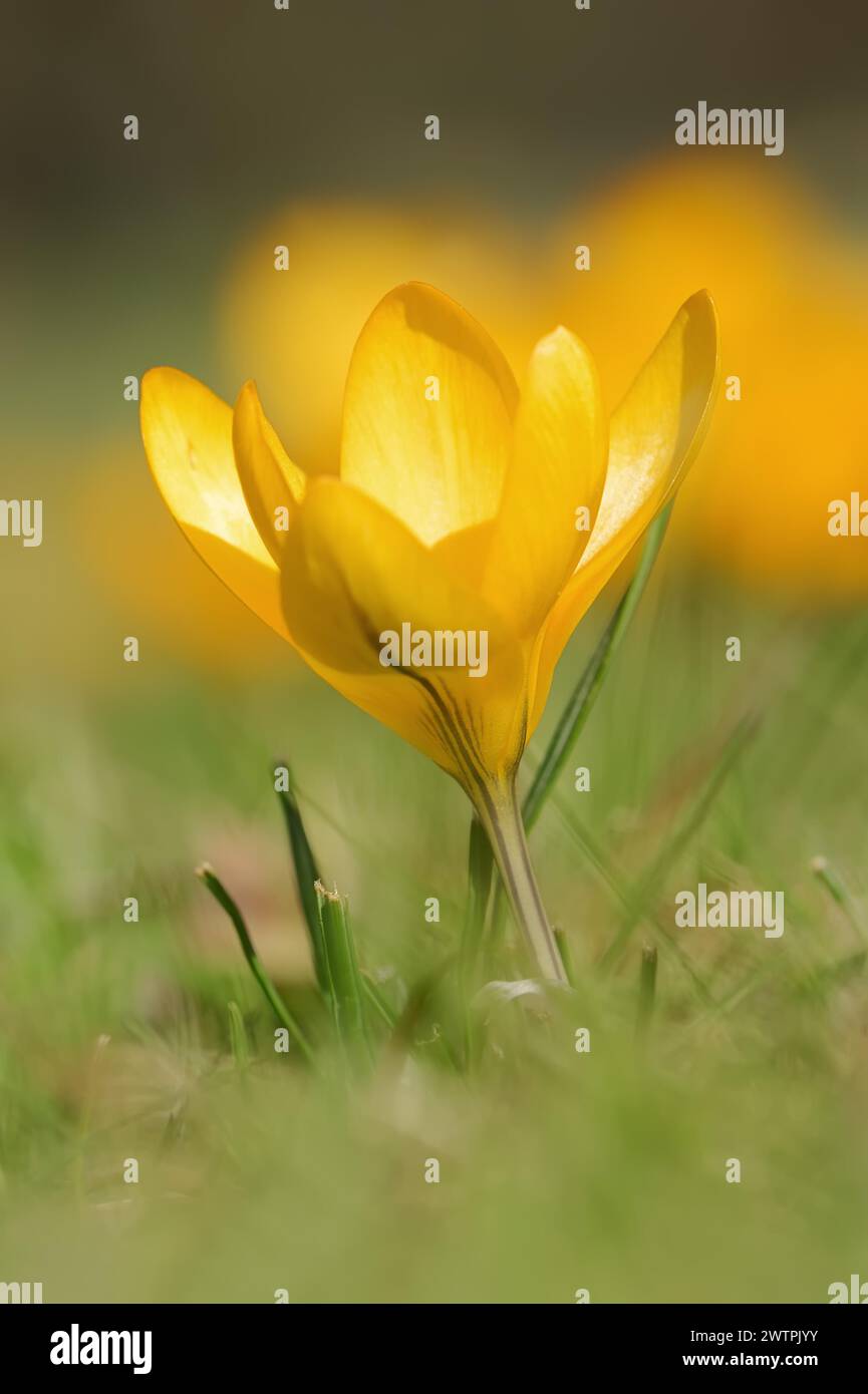 Crocus doré ou crocus jaune néerlandais (Crocus flavus), Rhénanie du Nord-Westphalie, Allemagne Banque D'Images